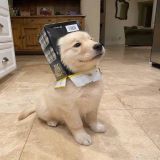 家教