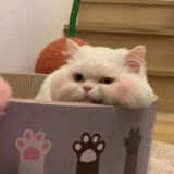 普通教师