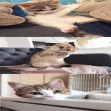 家教